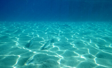 Wall Mural - Underwater background