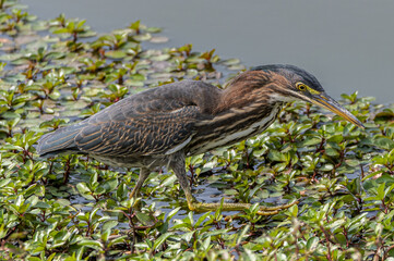 Sticker - Closeup shot of a bird eating from the plants growing by the river