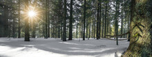Amazing Forest Trees Firs Landscape Snowscape View In The Morning With Sunbeams Sunshine In Black Forest Winter With Snow ( Schwarzwald ) Germany Background Panorama Banner .