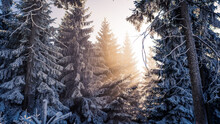 Sunlight Through Snow-covered Pine Trees