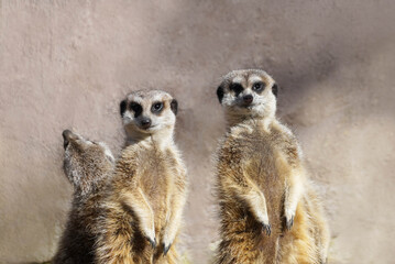 Poster - Closeup shot of three meerkats on a wall background