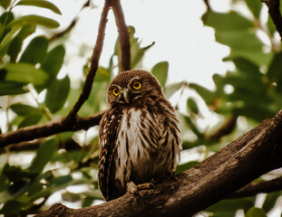 Poster - Close up of a cute brown owl standing on a tree branch with green leaves and light sky