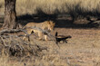 Young lion chasing a honey badger in the Kgalagadi Transfrontier Park in South Africa