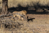 Fototapeta Sawanna - Young lion chasing a honey badger in the Kgalagadi Transfrontier Park in South Africa