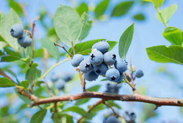 Canvas Print - Cluster of ripe blueberries on a branch