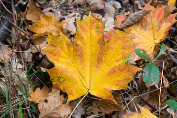 Wall Mural - fallen autumn yellow maple leaf on ground