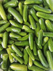 Canvas Print - Closeup shot of green gherkins in the water