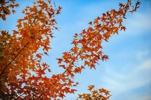 A Spectacular View Of Red Maple Leaves And Yellow Ginkgo Leaves Against A Blue Sky In Autumn