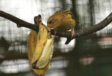 Female Ploceus Philippinus, The Baya Weaver  Perching On A Branch 
