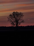 Fototapeta Na sufit - sunset in the trees