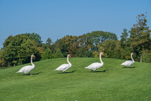 Four White Swans Walk On The Green Grass On The Lawn On A Sunny Day