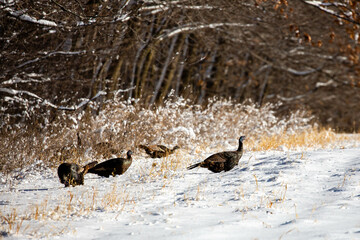 Wall Mural - Wild turkeys (Meleagris gallopavo) after a Wisconsin snow storm in December