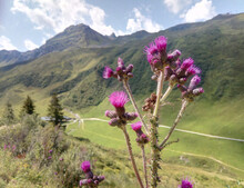 Blühende Distel In Den Alpen. Pflanze Vor Bergpanorama.