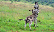 Scenic View Of Two Zebras Fighting In Groenkloof Nature Reserve, Near Pretoria, South Africa