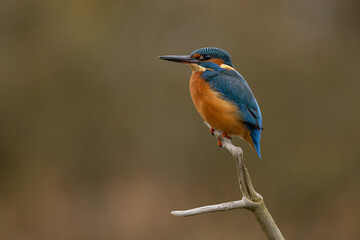 Wall Mural - Male Common Kingfisher perched on the top of a branch with autumnal colours in the background.  