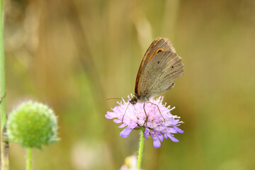 Poster - Butterfly on a flower on a sunny summer day