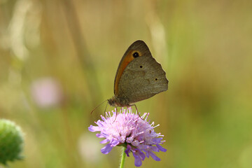 Poster - Butterfly on a flower on a sunny summer day