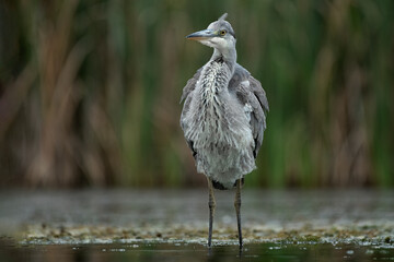 Aufkleber - A grey heron standing in water with its feathers ruffled