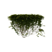 3D Illustration Of A Realistic Ivy Plant