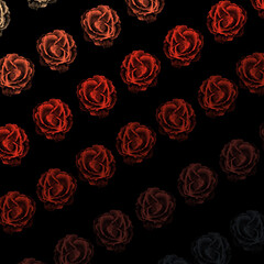 Wall Mural - Abstract background with lines of roses on a black background