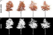 Front Views Of Alder Trees With Alpha Mask To Cutout And PNG Editing. Forest And Nature Compositing.
