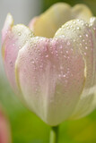 Fototapeta Tulipany - pink tulip with drops