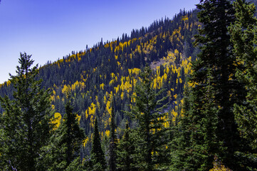 Sticker - Scenery of autumnal coniferous trees on a highland on a sunny day