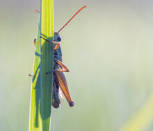 Macro Closeup Shot Of A Brown Grasshopper On A Grass Blade