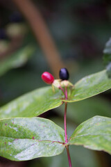 Sticker - Selective focus shot of a plant with green leaves and colorful berries