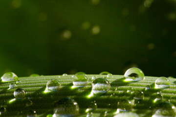 Sticker - Macro shot of water or dew drops on green leaves.