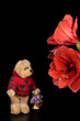 Teddy bear admiring Amaryllis blooms