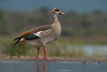 Female Egyptian Goose