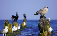 Various Sea Birds On Usedom On The Baltic Sea Coast. Seagull.
