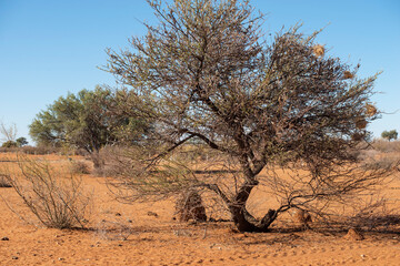 Wall Mural - desert tree landscape