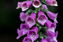 Closeup Of A Violet Foxglove Flower Isolated On A Black Background