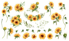 Sunflower Clipart. Watercolor Floral Illustration. Yellow Flowers For Rustic Wedding Design, Thanksgiving Decoration, Fabric, Greeting Cards, Ets. Elements Isolated On White Background