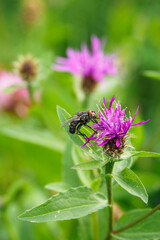 Wall Mural - Fly on a meadow flower.