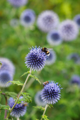 Wall Mural - Bumblebee on a thistle flower.