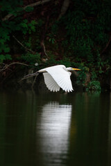 Sticker - Vertical shot of a stork flying over a pond