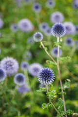 Wall Mural - Round thistle flowers of bluish color.