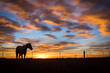 Silhouette of a horse grazing during a sunrise in southeastern Wyoming.