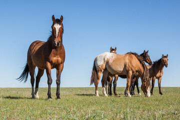 Poster - Group horses grazing on grassy field against a clear blue sky in southeastern Wyoming