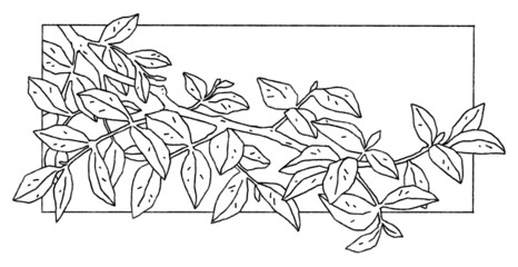 branch with leaves. hand drawn image isolated on a white background. black and white illustration. d