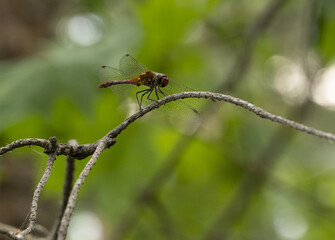 Poster - Closeup shot of a firefly on a twig