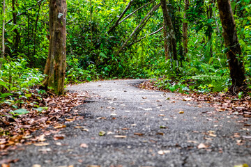 Poster - Closeup shot of a trail through growing vegetation in a forest