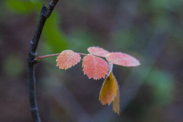 Sticker - Closeup shot of red autumn leaves with gray bokeh lights background