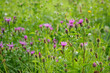 © lapis2380 - Pink cornflower flowers outdoors in the meadow.