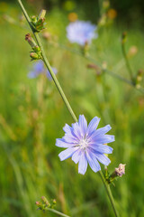 Sticker - Blue chicory flower on a plant stem.