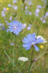 Wall Mural - Blue chicory flower on a plant stem.