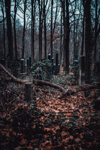 Old Abandonded Jewish Cemetery In Forest